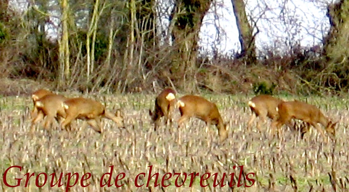 chevreuils