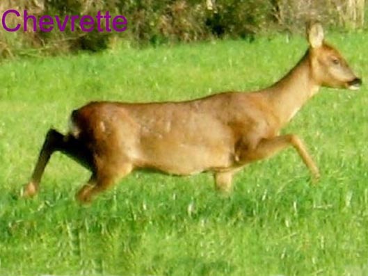 chevreuils