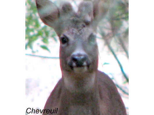 chevreuils