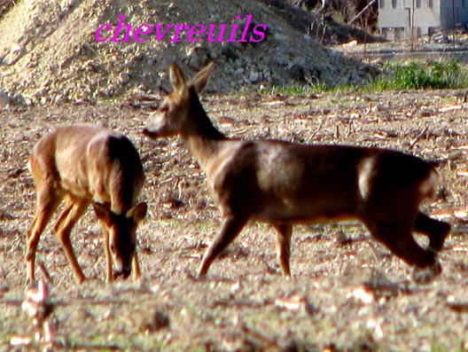 chevreuils