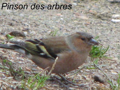 oiseaux
