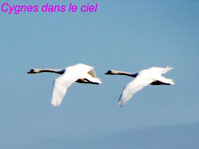oiseaux